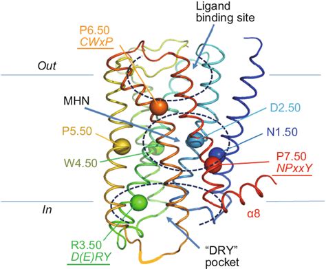 Schematic Diagram Of A Class A Gpcr Protein C Trace Of The Peptide