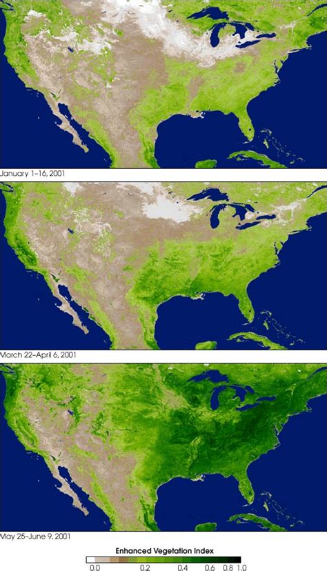 Vegetation in North America