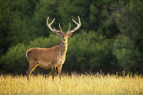 Wildlife in Ireland - Types of Irish Animals - A-Z Animals