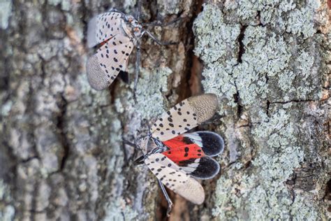 Alert – Spotted Lanternfly (Causes Tree Damage) - Manor Tree Service