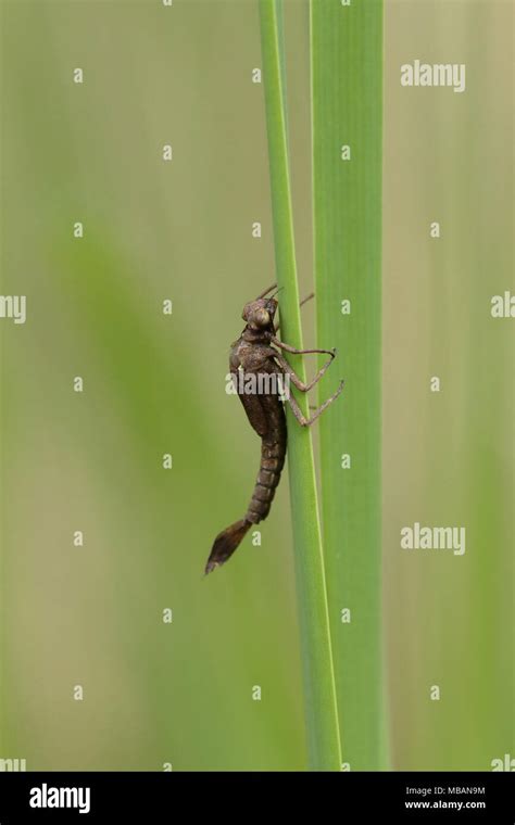 Damselfly larvae hi-res stock photography and images - Alamy