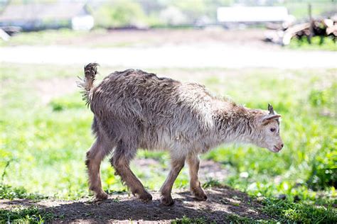 Best Black Baby Goat Stock Photos, Pictures & Royalty-Free Images - iStock