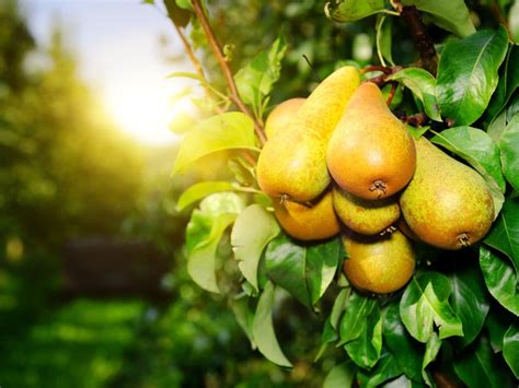 Pear Tree Types - Learn About The Different Varieties Of Pear ...