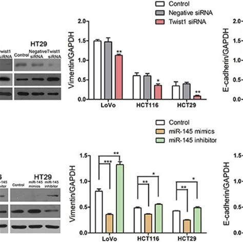 Overexpression Of MiR 145 Inhibited EMT In CRC Cells A Western Blot