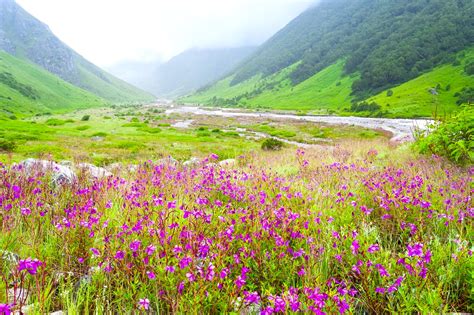 The Best Wildlife Sanctuaries And National Parks In Uttarakhand