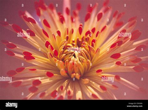 Flower Closeup India Asia Asian Indian Stock Photo Alamy