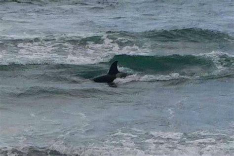 Sunlive Orca Sighting In Papamoa The Bay S News First