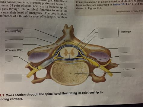 Cross Section Through Spinal Cord Diagram Quizlet