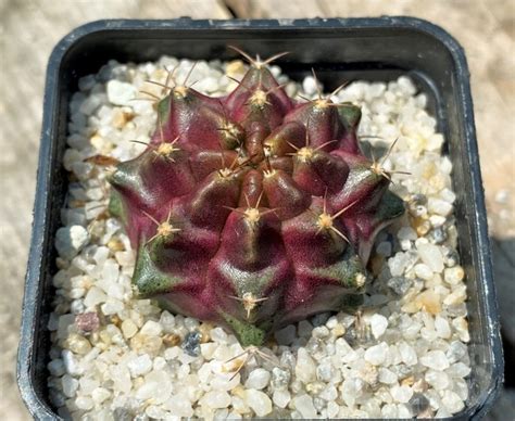 Shpr Gymnocalycium Mihanovichii Purple Nebula