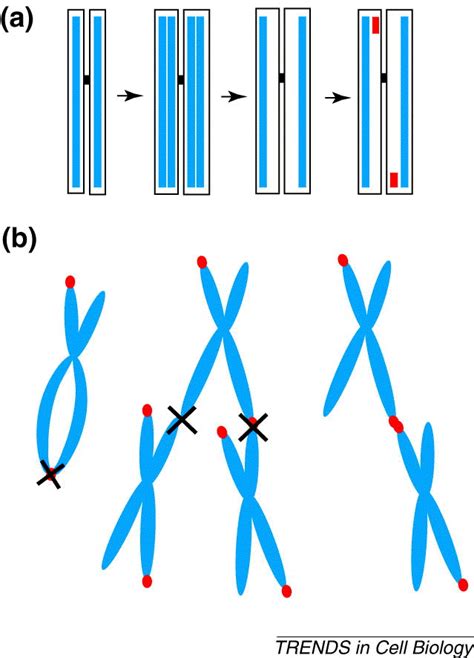 All's well that ends well: Trends in Cell Biology