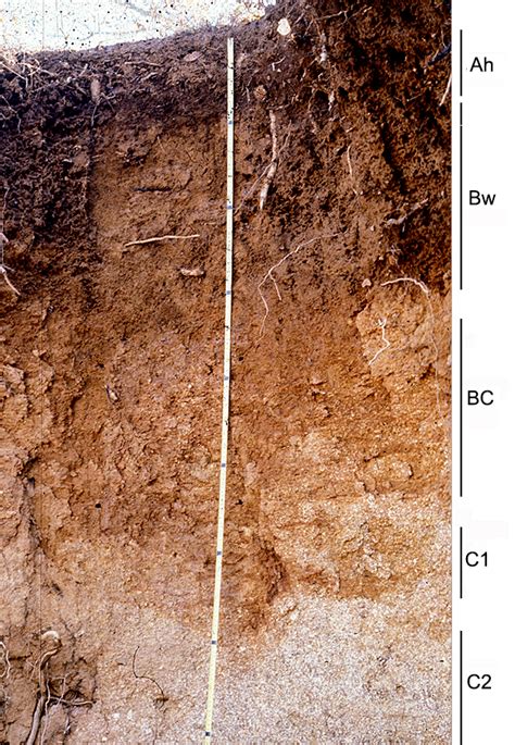 EDAFOLOGIA Lección 1 El perfil del suelo y sus horizontes 2