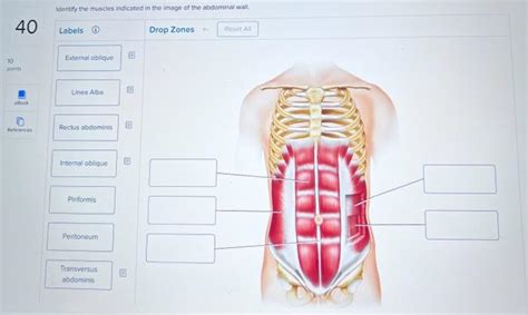 Solved Start by labeling only the muscles that dorsiflex the | Chegg.com