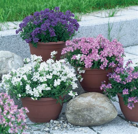 Best 10 Plants For A Small Container Garden – gardenpicsandtips.com