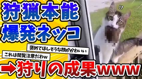 【2ch動物スレ】散歩帰りのネッコ、本能が騒いでとんでもないものを持って帰ってきてしまうww Youtube