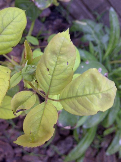 Rosales Con Hojas Verde Amarronado Se Curvan Y Se Ponen Amarillentas