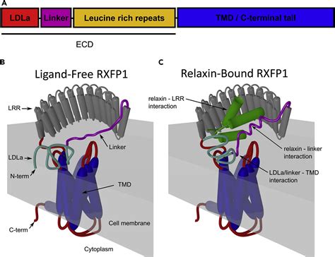 Multi Component Mechanism Of H2 Relaxin Binding To Rxfp1 Through