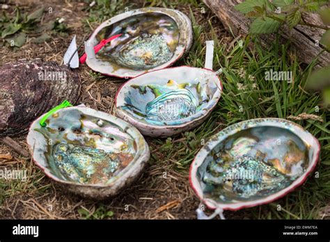 Abalone muscheln Fotos und Bildmaterial in hoher Auflösung Alamy