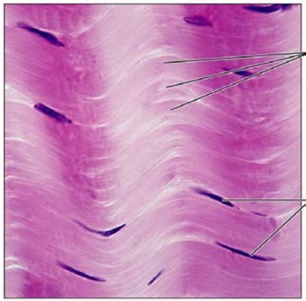 Histological Slide Id Bone Muscle Connective Tissue Flashcards