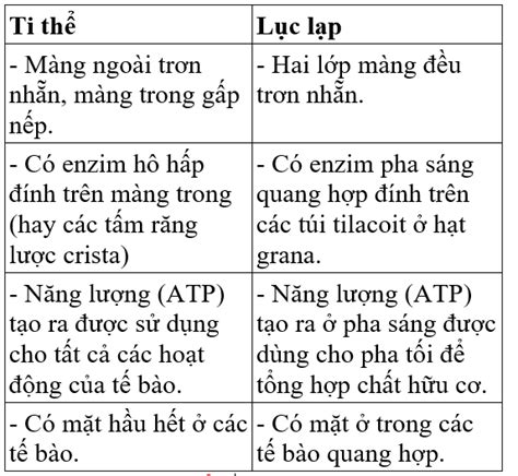 Cấu Tạo Và Chức Năng Của Photpholipit Prôtein Cacbonhiddrat Ti Thể Và Lục Lạp Sinh Học Lớp