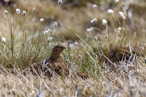 Female Red Grouse sitting on her nest 6981910 Stock Photo at Vecteezy