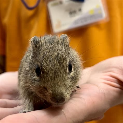 【春ペポニ】草食いやし系ネズミ 名古屋のペットショップ【リミックス・ペポニ】