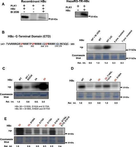 HBc Is A Phosphorylation Substrate Of PLK1 In Vitro In Vitro PLK1