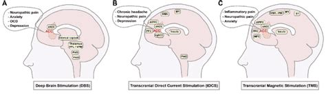 Targeted Brain Regions For Invasive And Non Invasive Stimulation Download Scientific Diagram