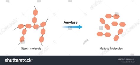 Formation Of Starch Molecule Over 24 Royalty Free Licensable Stock