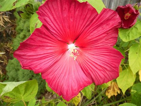 Perennial Hibiscus Seeds Mix – Deva's Gardens