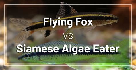 Siamese Algae Eater vs Flying Fox - What is the Difference?