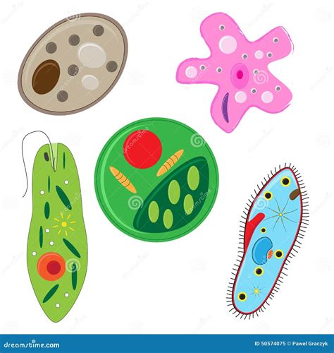 Vector Unicellulars Set Stock Vector Image 50574075