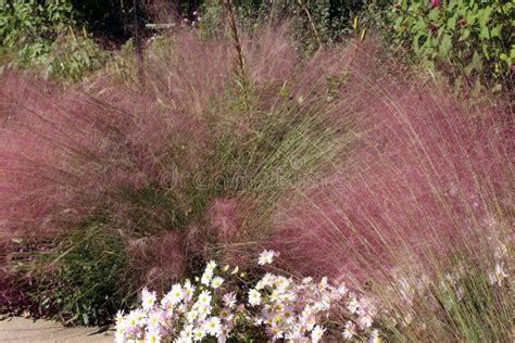 Airy Pink Muhly And Country Girl Chrysanthemums In A Garden Stock Photo