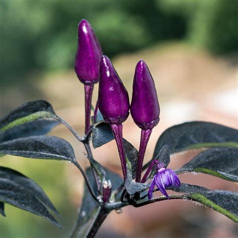 black prince pepper seeds pepper joes