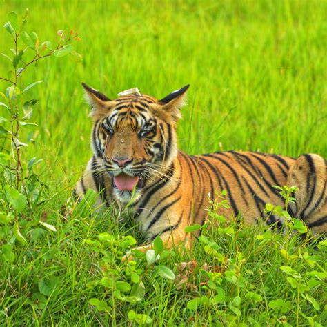 Wildlife Photography | Trees N Tigers, Tadoba