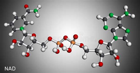 Nicotinamide Adenine Dinucleotide Oxidized Form Nad Molecule It Is