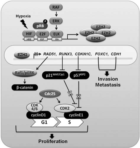 The Biology Of Ezh2 In Breast Cancer Ezh2 Gene Expression Is Regulated