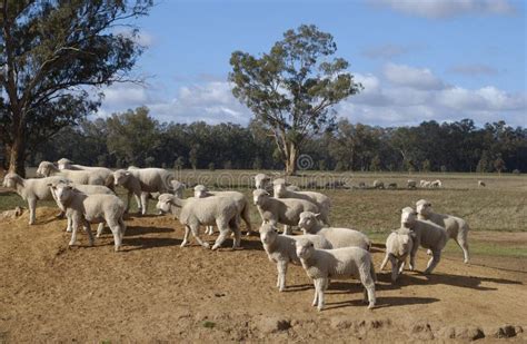 Sheep farm. stock photo. Image of lambs, wales, farm - 64136902