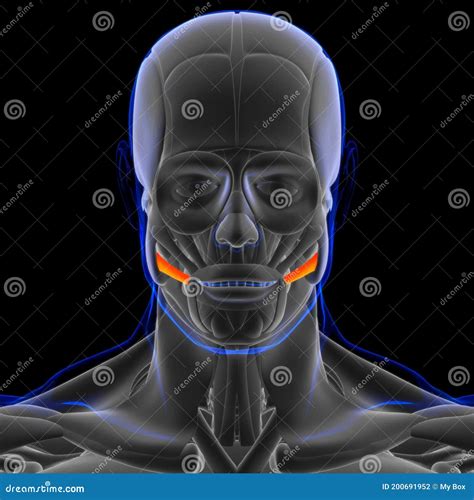 Risorius Muscle Anatomy For Medical Concept 3d Stock Illustration