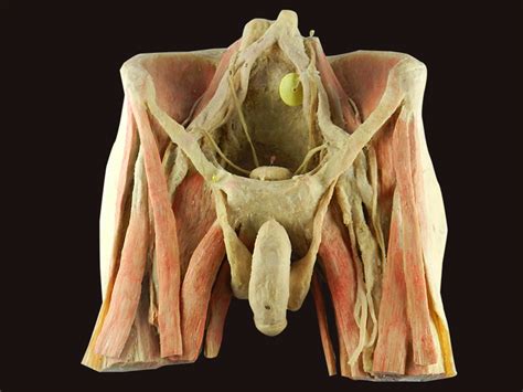 Male Pelvic Model Labeled