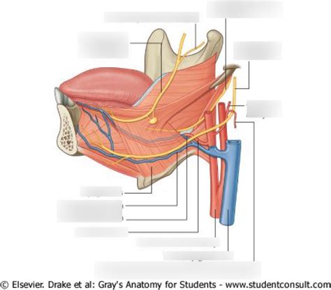 Hyoglossus muscle Diagram | Quizlet