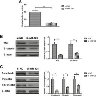 Si miR 128 suppressed protein expression of Wnt β catenin and EMT in