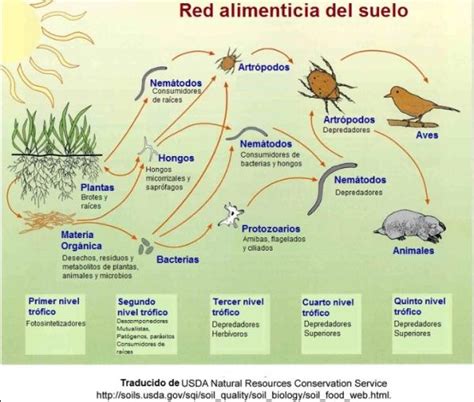 FLUJO de ENERGÍA en los ECOSISTEMAS definición características y ejemplos