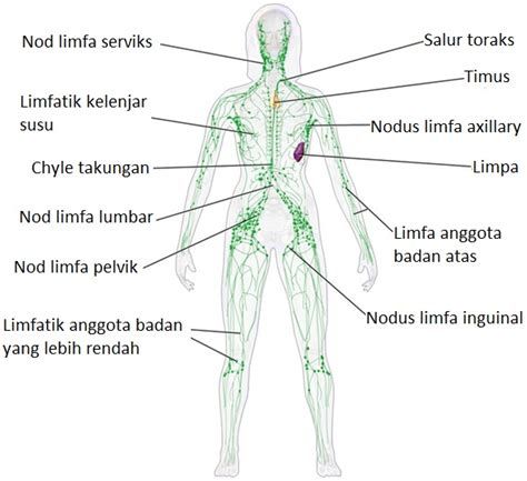 5 Perkara Tentang Kanser Limfoma Yang Jarang Diketahui