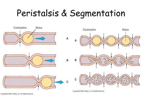 Peristalsis And Segmentation