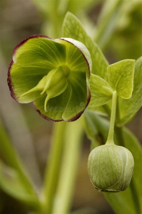 Hellebore Que Apesta Imagen De Archivo Imagen De Cortina 17508297