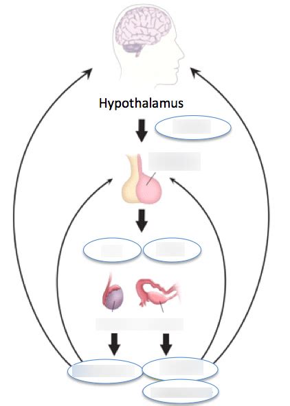 HPG Axis hormones and labeling (Exam 1) Diagram | Quizlet