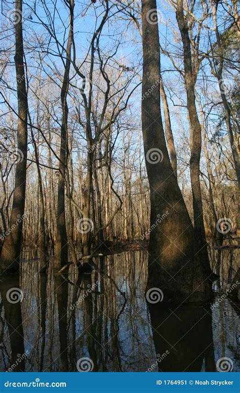 Floresta De Cypress Imagem De Stock Imagem De Caiaque