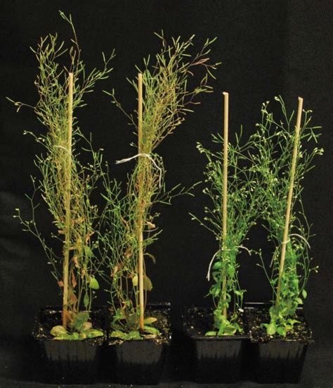 Arabidopsis Thaliana Pl Image Eurekalert Science News Releases