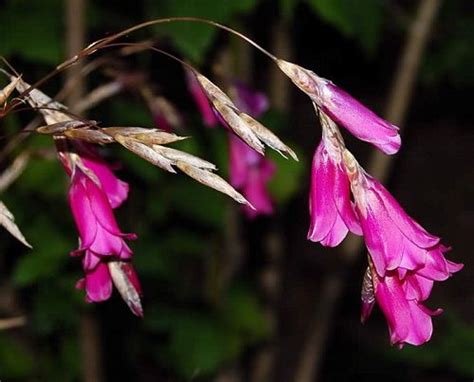 Dierama pulcherrimum – Lifestyle Seeds