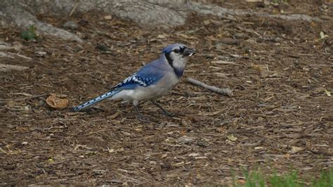 Blue Jay Bird - Free photo on Pixabay - Pixabay